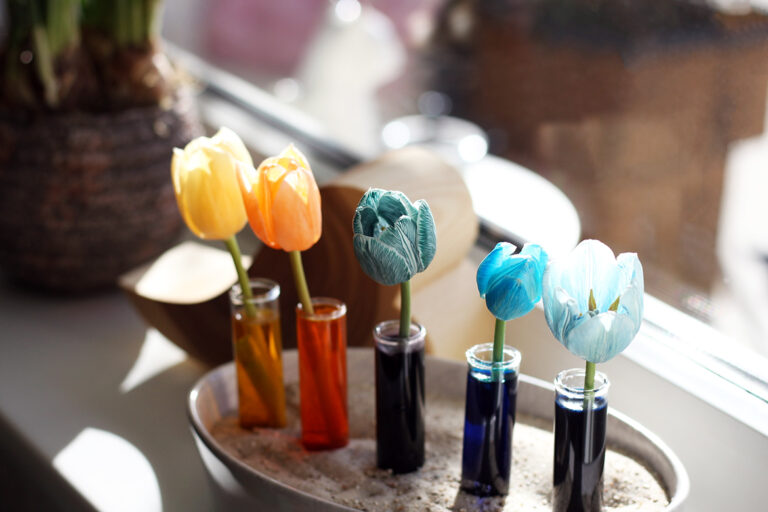 Gefärbte Tulpen stehen in Reagenzgläsern auf der Fensterbank.