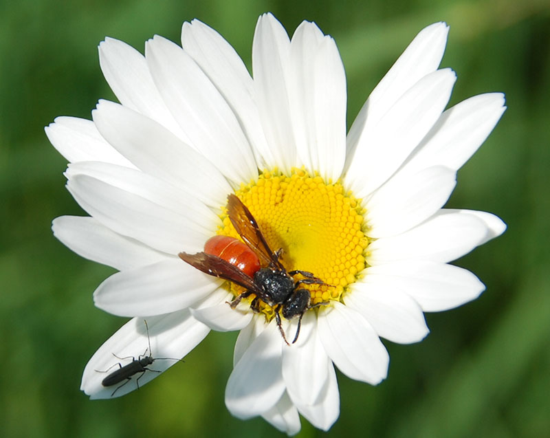 Der Hinterleib der Biene ist rostrot und hebt sich deutlich vom gelben Blütenstempel und den weißen Blütenblättern ab.