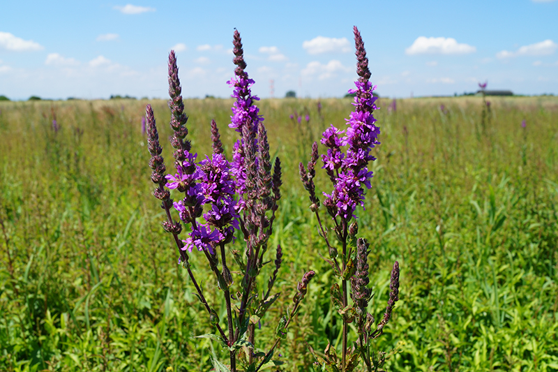 Die violetten kleinen Blüten wachsen wie Kerzen dem Himmel entgegen.