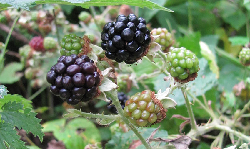 An dem Brombeer-Busch hängen Beeren in verschiedenen Reifegraden.