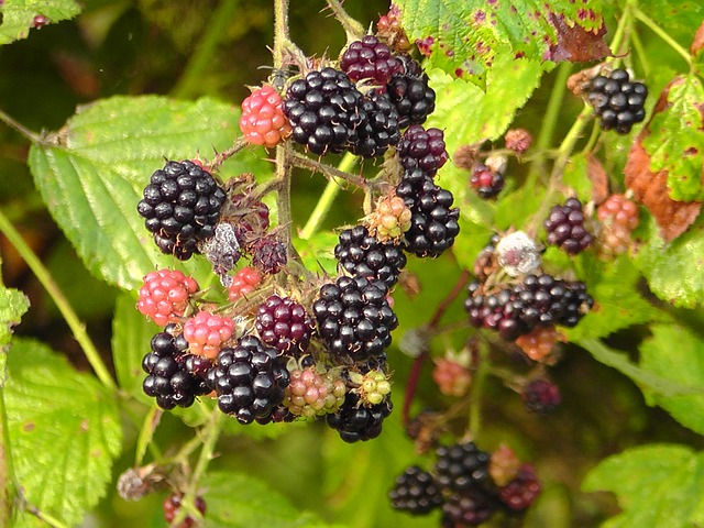 Brombeeren hängen am Strauch und warten darauf gepflückt zu werden.