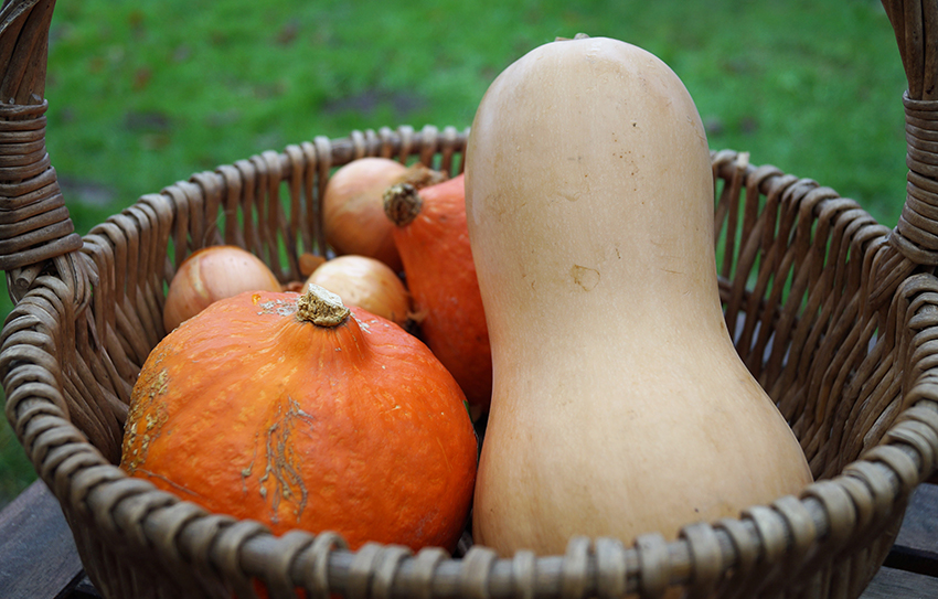 Een langwerpige butternut-pompoen ligt in een mandje met een Hokkaido-pompoen en een paar uien.