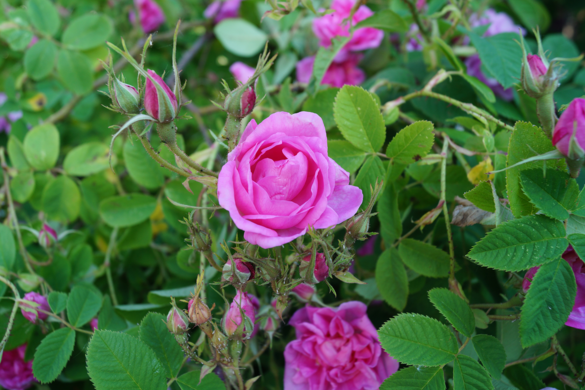 Eine Damaszener-Rose der Sorte Rose de Resht blüht in einem kräftigen Pink.