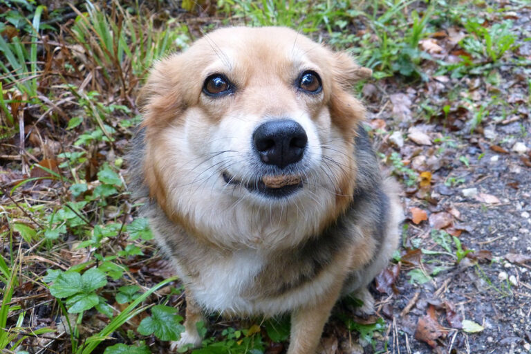 Ganz selig sieht der Hund aus, als er seinen Keks im Mund hält.