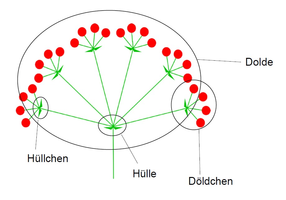 Das Schaubild in grün und rot