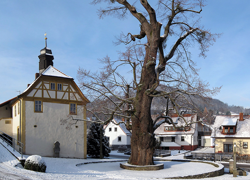 Eine große Dorflinde steht auf einem Dorfplatz vor einer kleinen Kapelle.