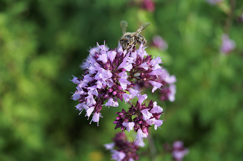 Die kleinen lila Blüten werden nicht nur von Bienen wie hier gerne angeflogen.