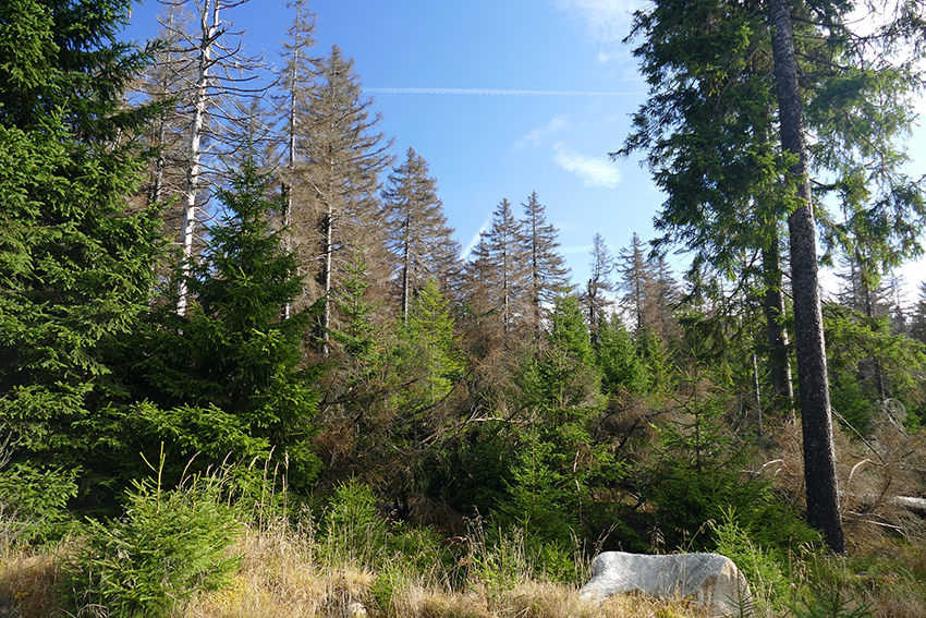 Die Tannen im Wald sind teilweise vertrocknet und haben braune Nadeln.