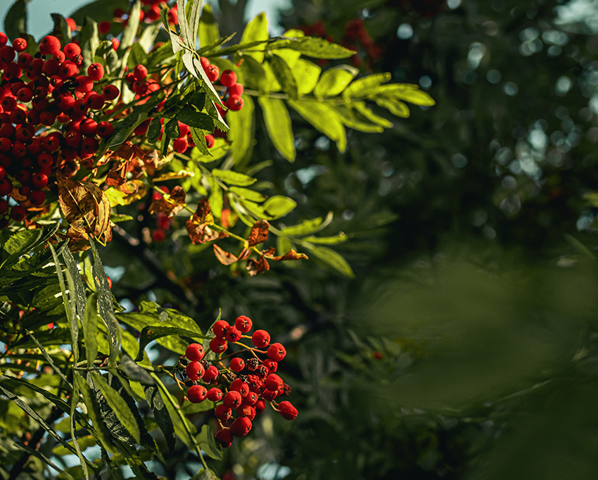 Die Eberesche hat gefiederte Blätter und trägt viele reife Vogelbeeren.