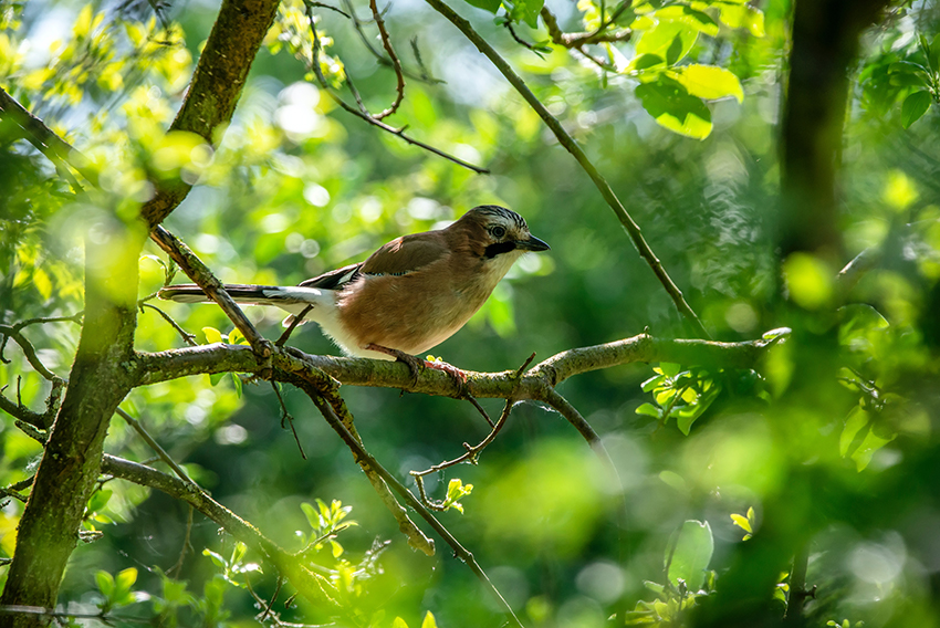 Ein Eichelhäher sitzt auf grünen Zweigen im Wald.