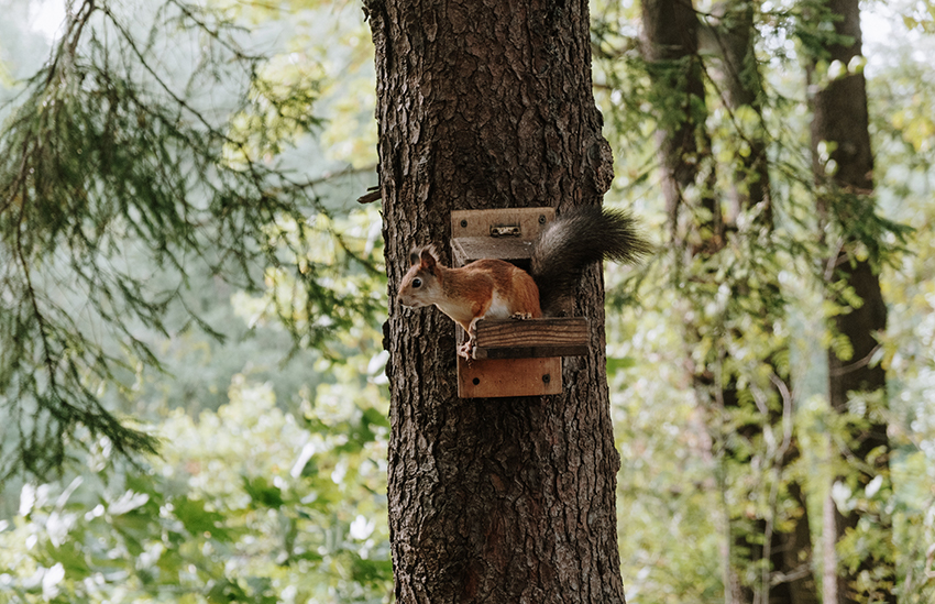 Ein Eichhörnchen sitzt auf einer Futterstelle im Baum.