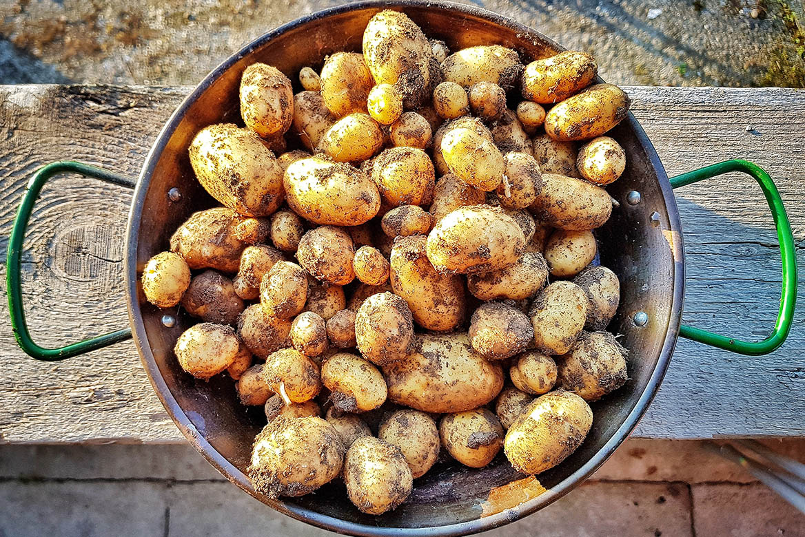 In dem Metalleimer leuchten kleine und mittelgroße Kartoffeln