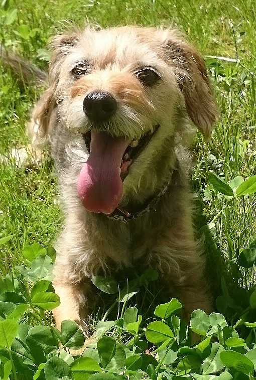 Glücklicher Hund in der Wiese