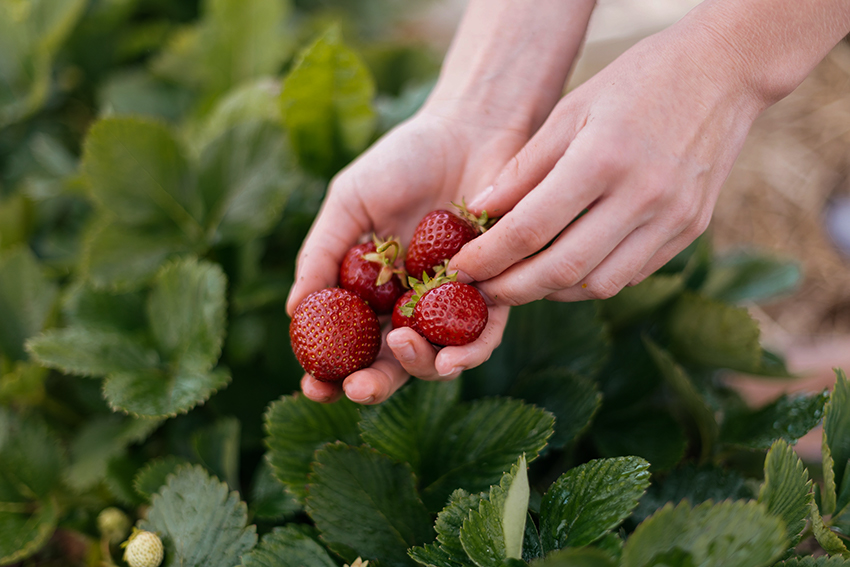Erdbeeren werden von Hand auf einem Feld gepflückt.