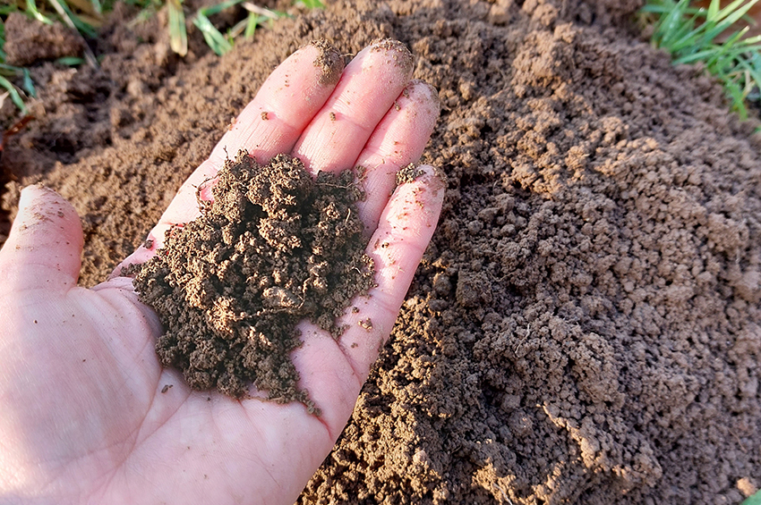 Frische Erde von einem Maulwurfshügel liegt auf einer geöffenten Handfläche. 