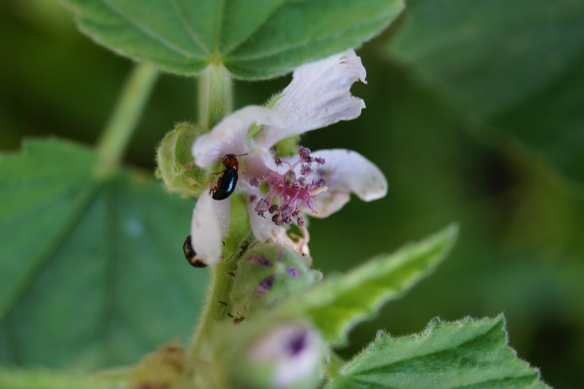 Die winzigen länglichen Käfer sitzen an der hellen Blüte.