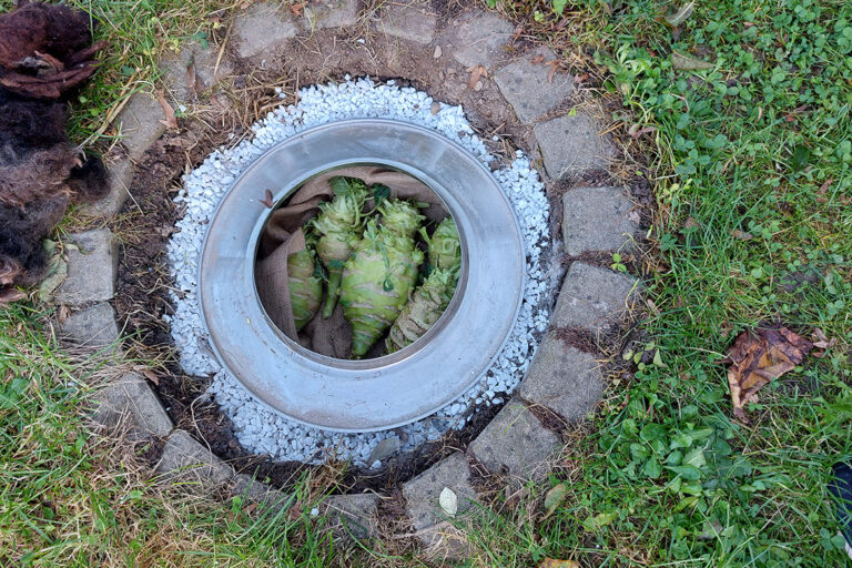 Der selbst Erdkühlschrank ist mit großen Kohlrabiknollen gefüllt.