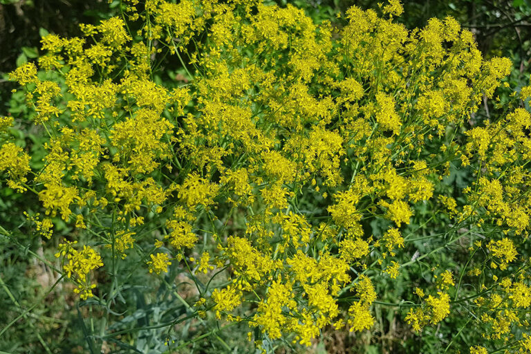 Der Färberwaid blüht in einem kräftigen Gelb.