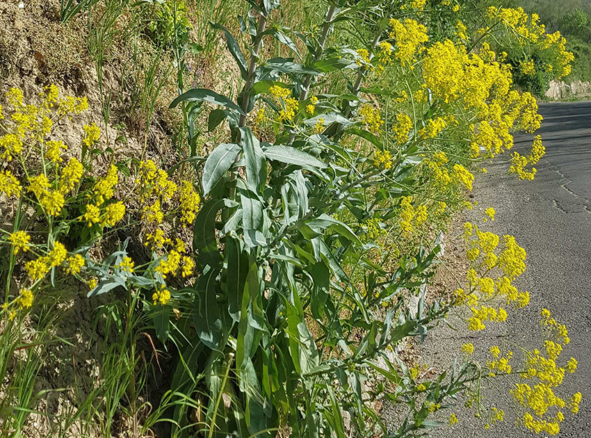 Dieser Färberwaid wächst an einem Hang direkt an einer Straße.