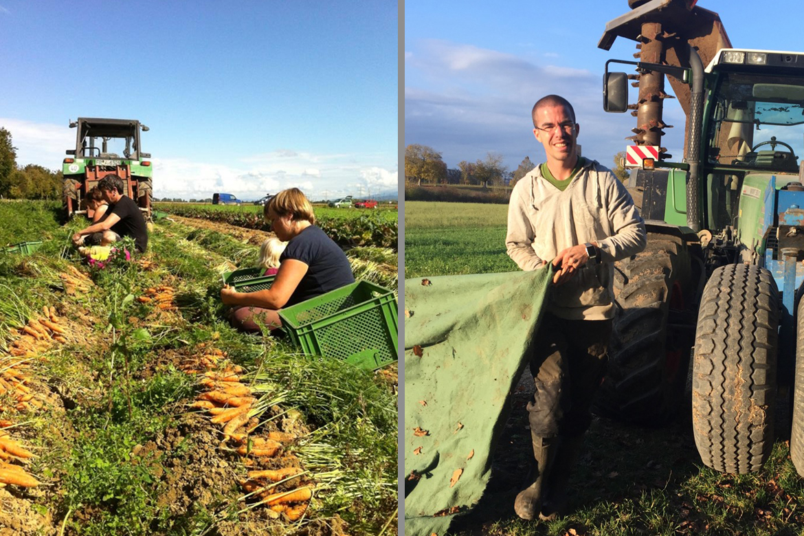 Links im Bild sieht man die Karottenerte und rechts einen Mann der mit dem Traktor arbeitet.