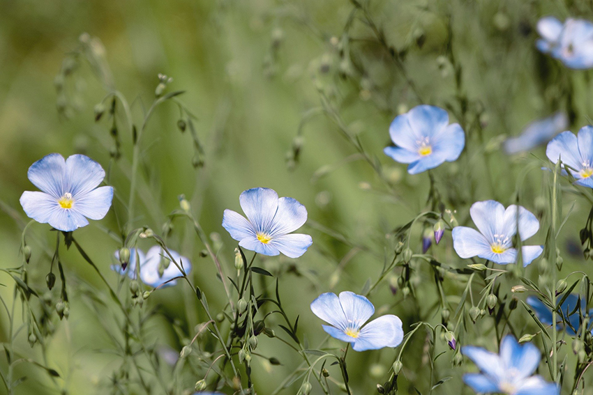 Die Flachspflanze, aus der später Leinen gewonnen wird, blüht in einem zarten Blauton.