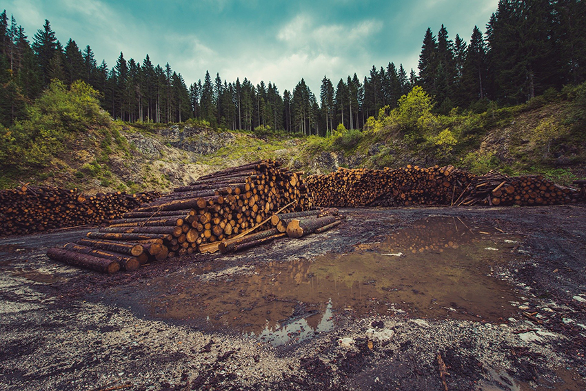 Auf einer Lichtung liegen abgeholzte Baumstämme, im Hintergrund sieht man einen Nadelwald.