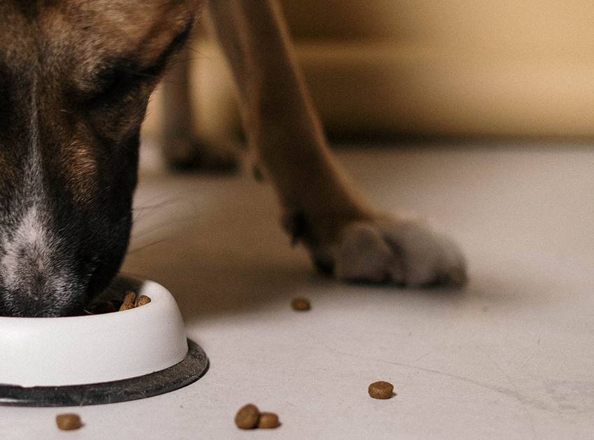 Ein Hund frisst Trockenfutter aus einem Fressnapf.