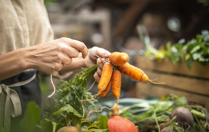 Frisch geerntete Karotten werden mit einer dünnen Schnur zusammengebunden.