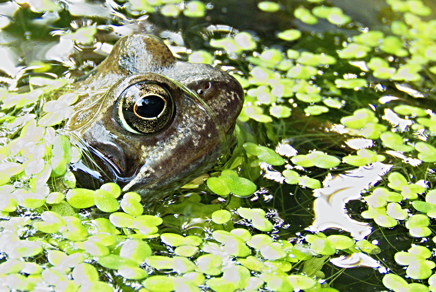 Ein Frosch sitzt im Teich und ist umgeben von Wasserlinsen.