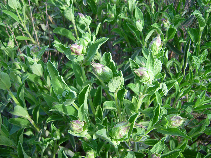 Nahaufnahme der Knospen und Blätter.