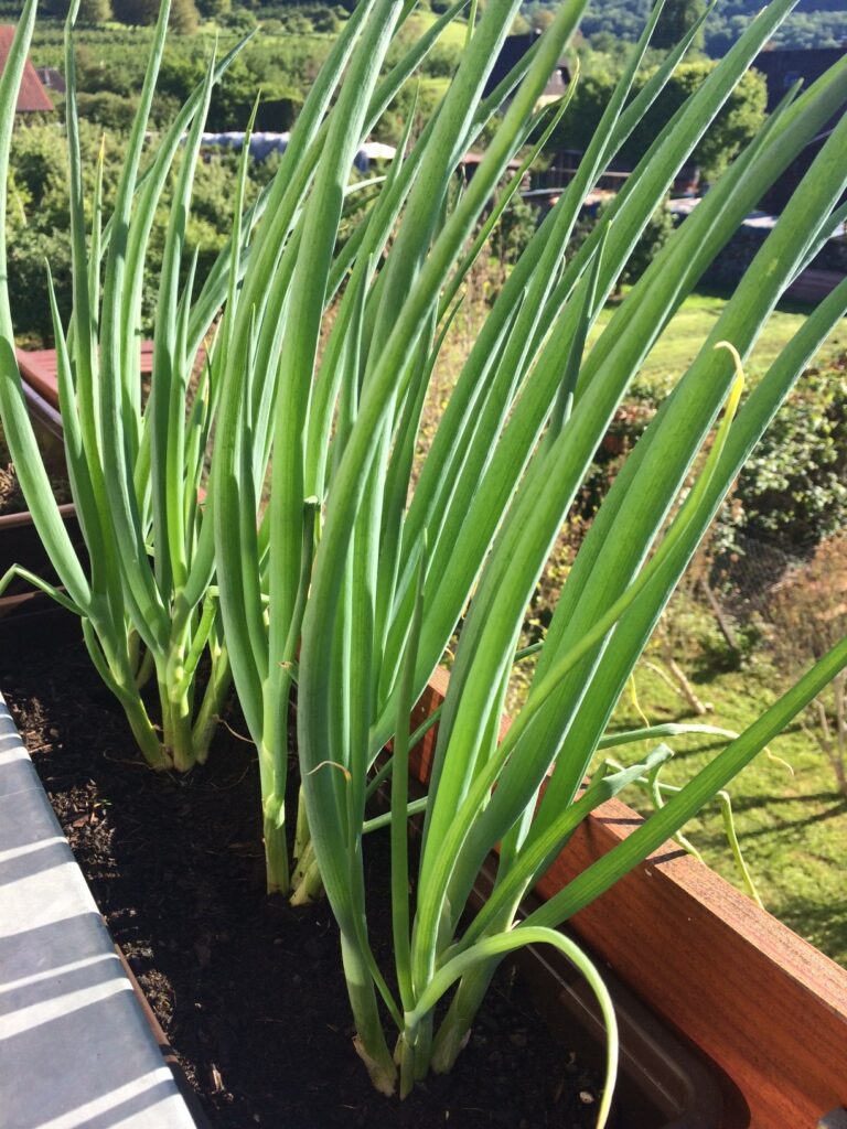 Um Gewicht zu sparen wurde hier ein Plastikkasten genutzt, die Holzverkleidung sorgt für eine ansprechende Optik.