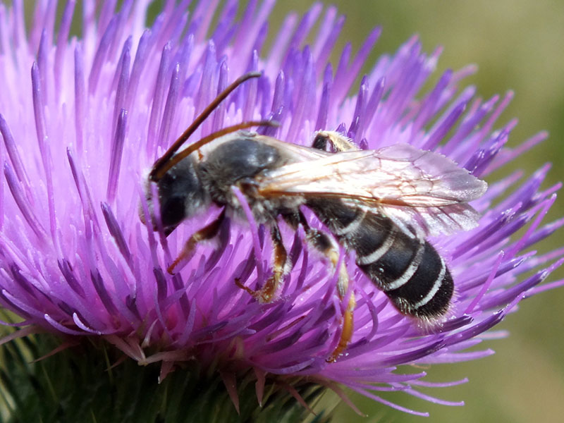 Auf der lila Blüte sitzt die nur sehr dünn gestreifte Furchenbiene.