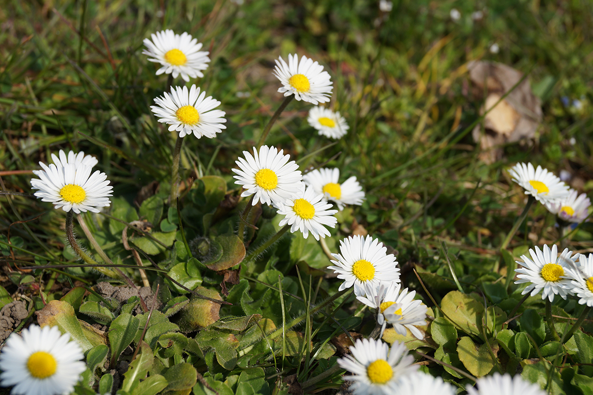 Gänseblümchen wachsen im Gras.