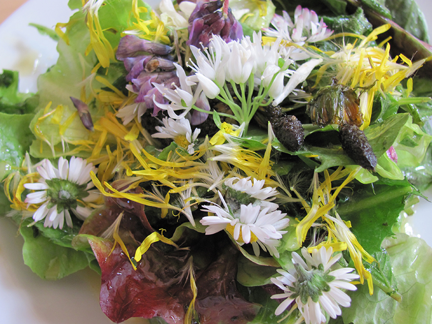 Gänseblümchen sind dem Salat untergemischt.