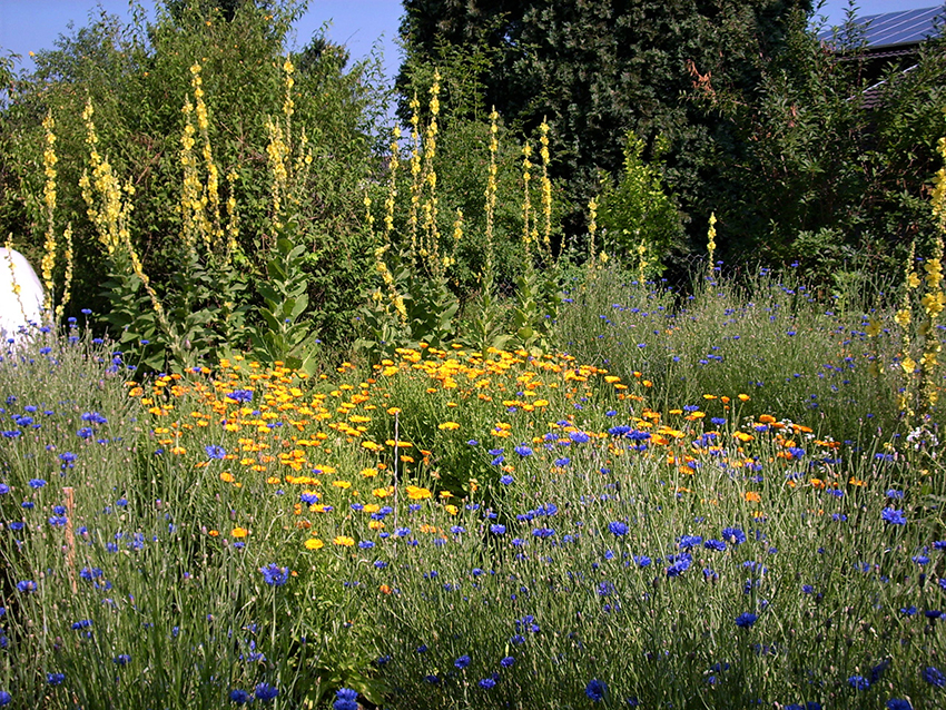 Blick in einen bunt blühenden Garten.