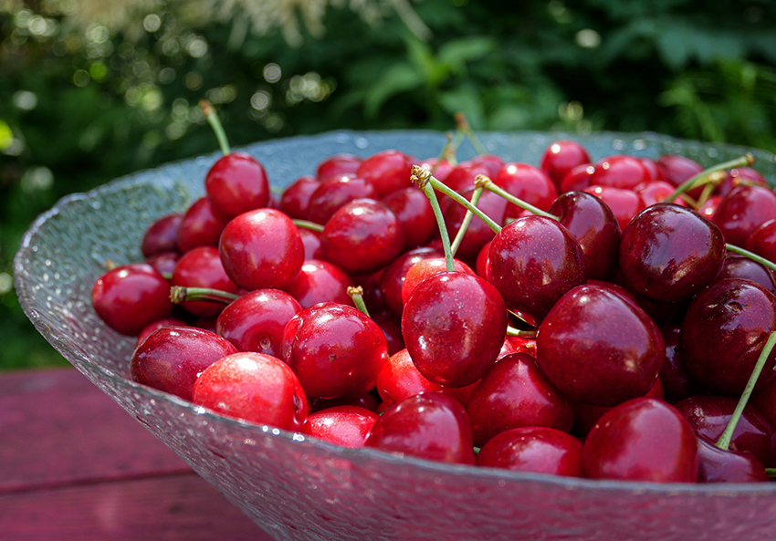 Die Kirschernte für die Kirschmarmelade steht in einer Glasschale auf dem Gartentisch. 