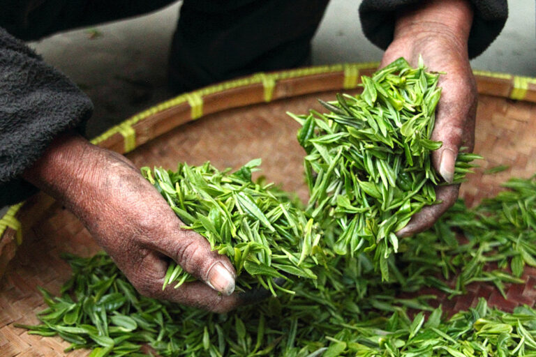 Frisch geerntet leuchten die Blätter des Tees noch intensiv grün.