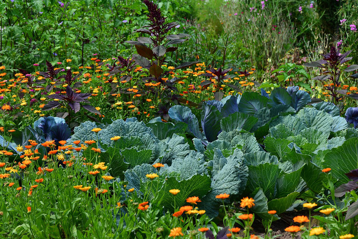 Große Kohlblätter stehen neben orangenen Blumen im Beet.