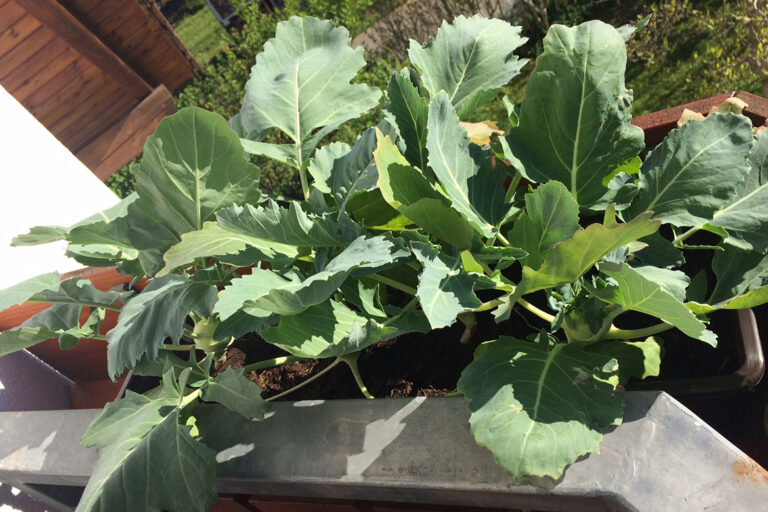 Die großen Kohlrabi-Blätter verdecken den Blumenkasten an der Brüstung vom Balkon fast komplett.