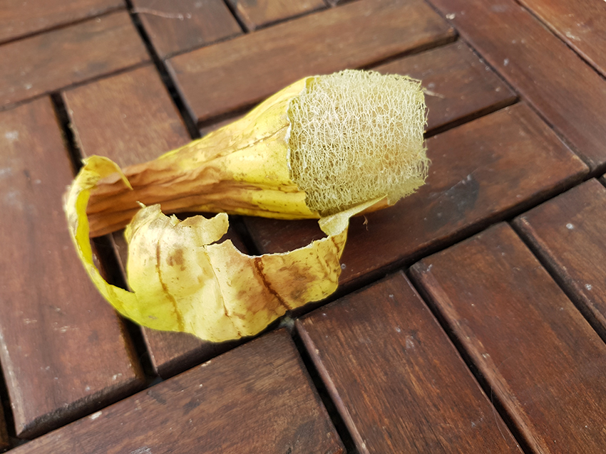 Eine halb geschälte Luffagurke liegt auf Holzboden.