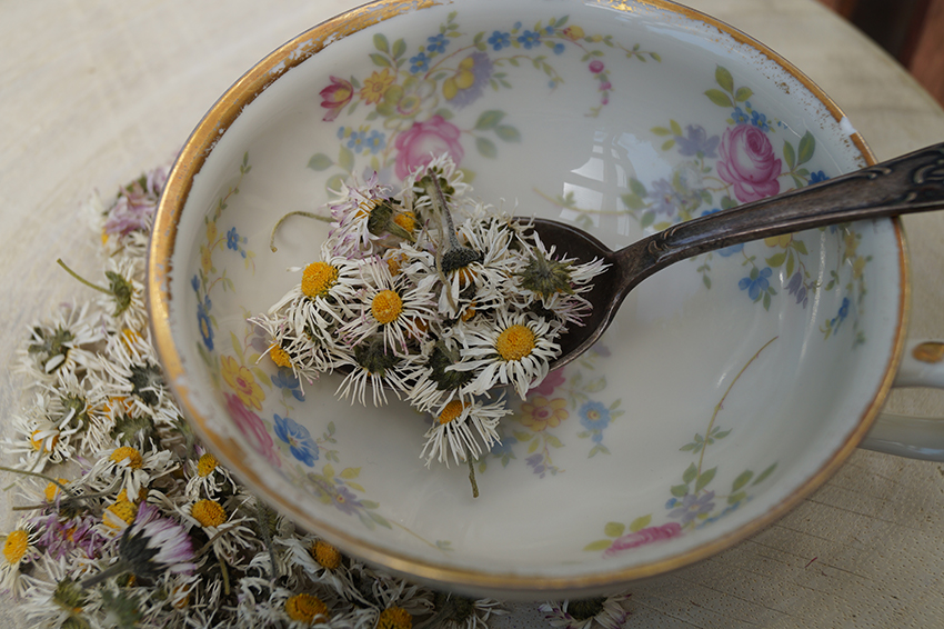 Getrocknete Gänseblümchen werden mit einem Löffel in eine Tasse gegeben. 