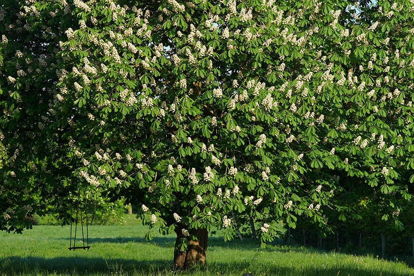 Ein großer Kastanienbaum hat einer Vielzahl weißer Blüten. 