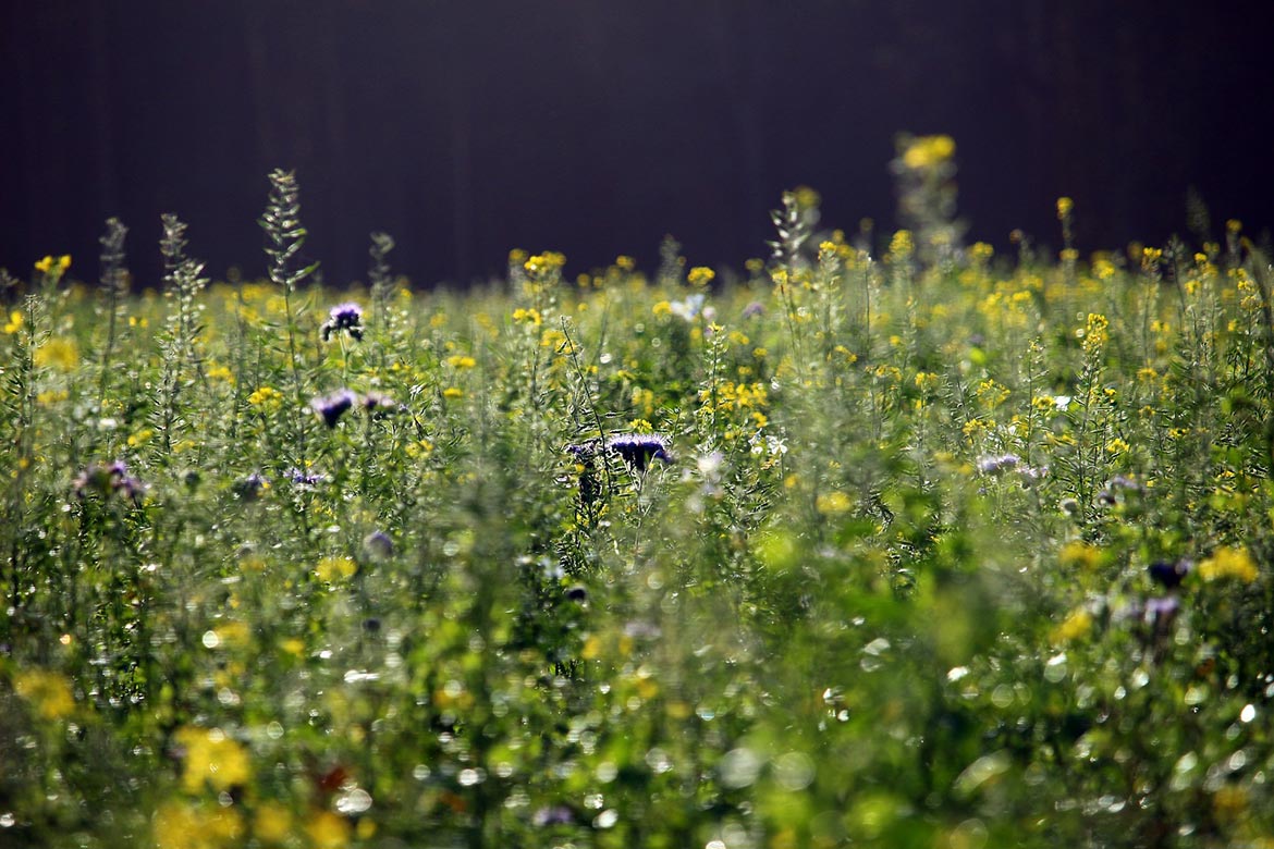 Auf einer Wiese wachsen Pflanzen, die sich für die Gründüngung im Garten eignen.