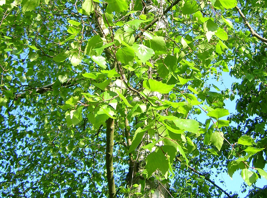 Die Birke bildet zahlreiche grüne Blätter aus.