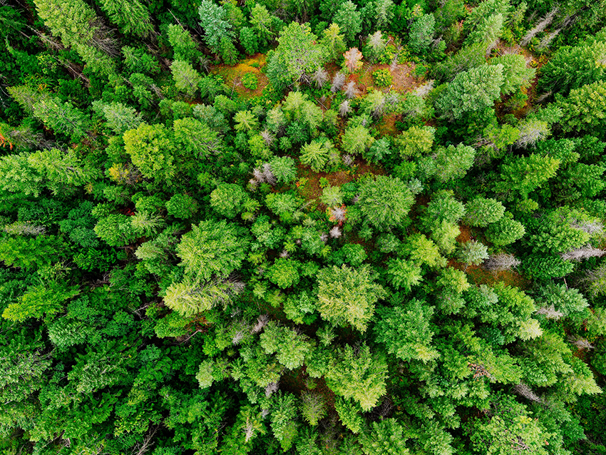 Ein gürner und gesunder Wald von oben.