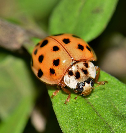 Der hellorangne Käfer mit schwarzen Punkten gehört zu den invasiven Arten.