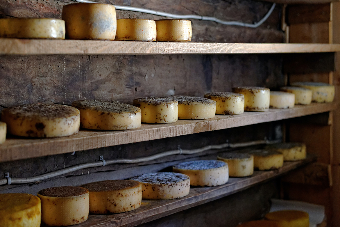 In einem Holzregal in einem Keller liegen verschiedene Hartkäse und reifen.