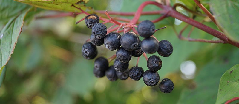 Die mattschwarzen Beeren hängen an rötlichen Zweigen.