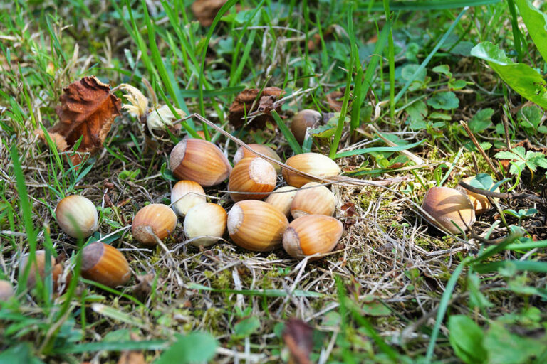 Haselnüsse liegen im Gras.