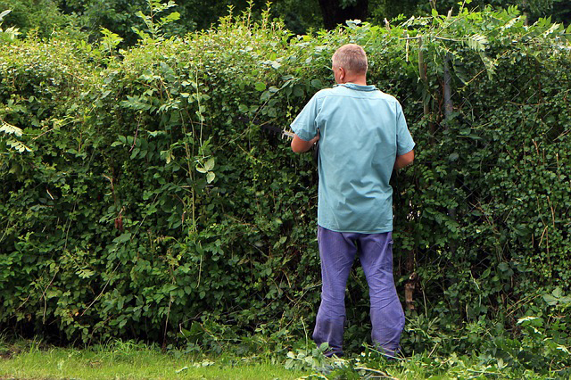 Der Gärtner schneidet eine Hecke aus verschiednenen Pflanzen.